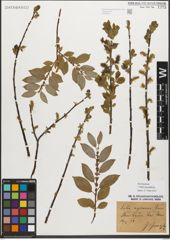 Foto von Salix myrsinifolia Salisb.